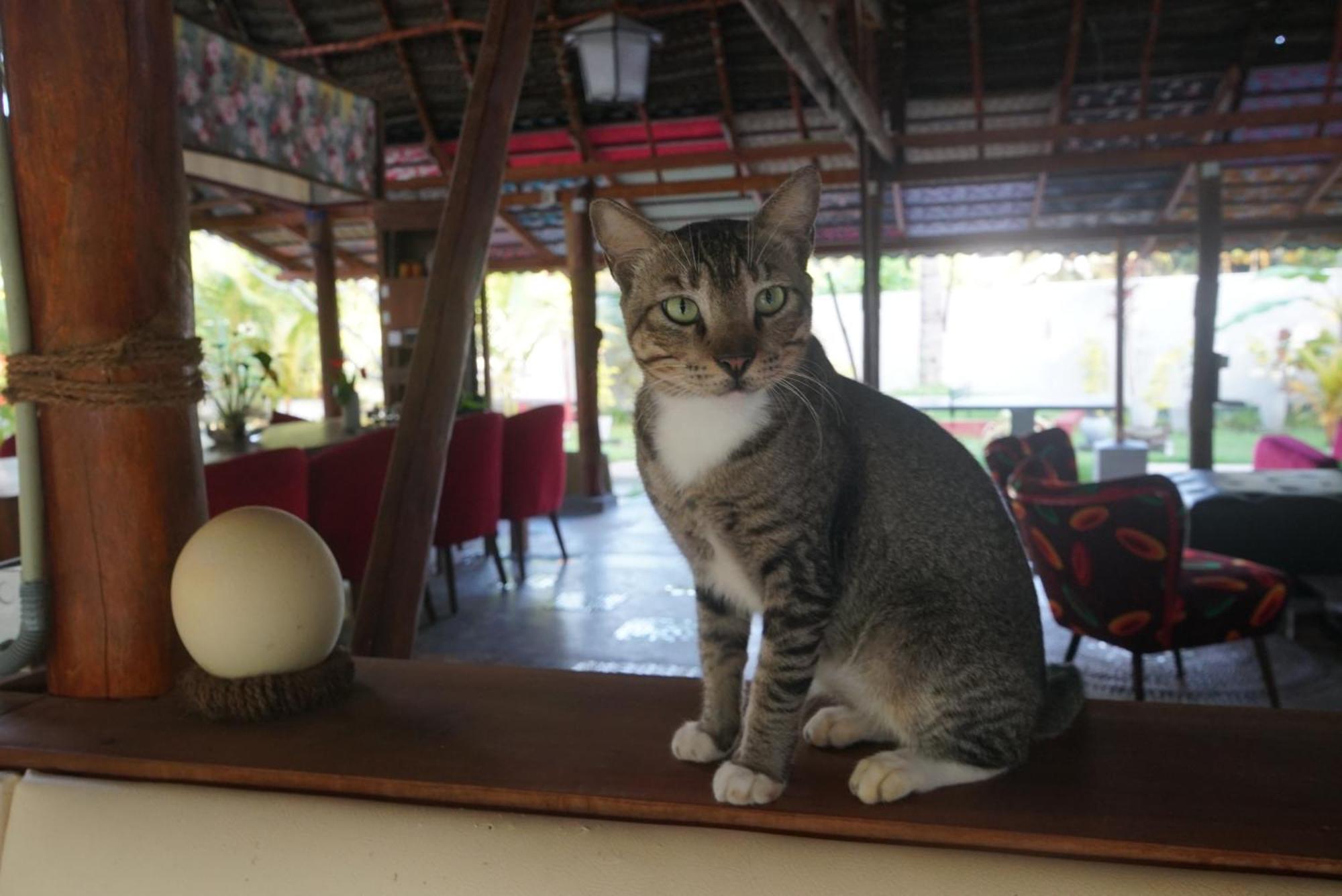 Red Coconut Villa Bentota Luaran gambar