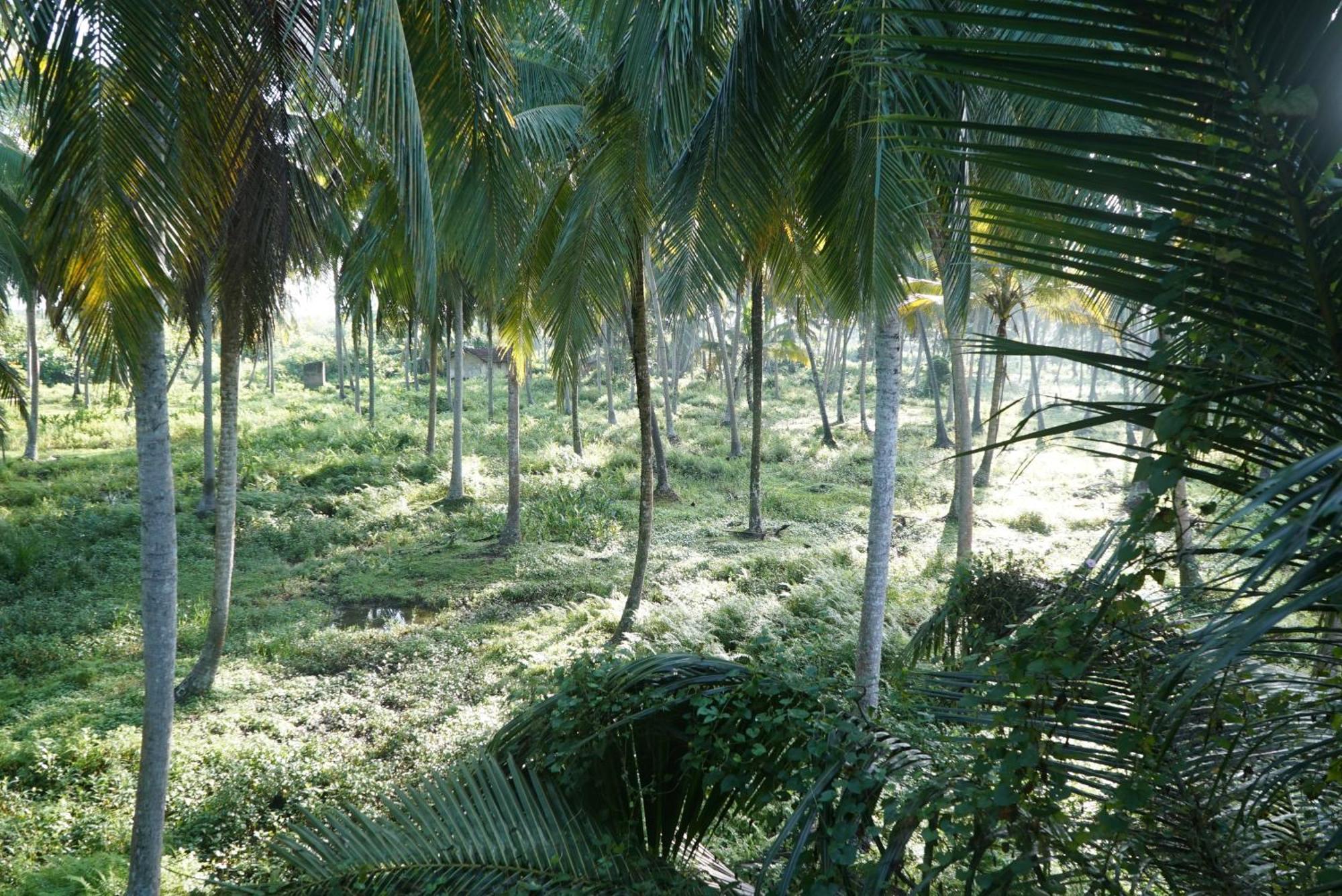 Red Coconut Villa Bentota Luaran gambar