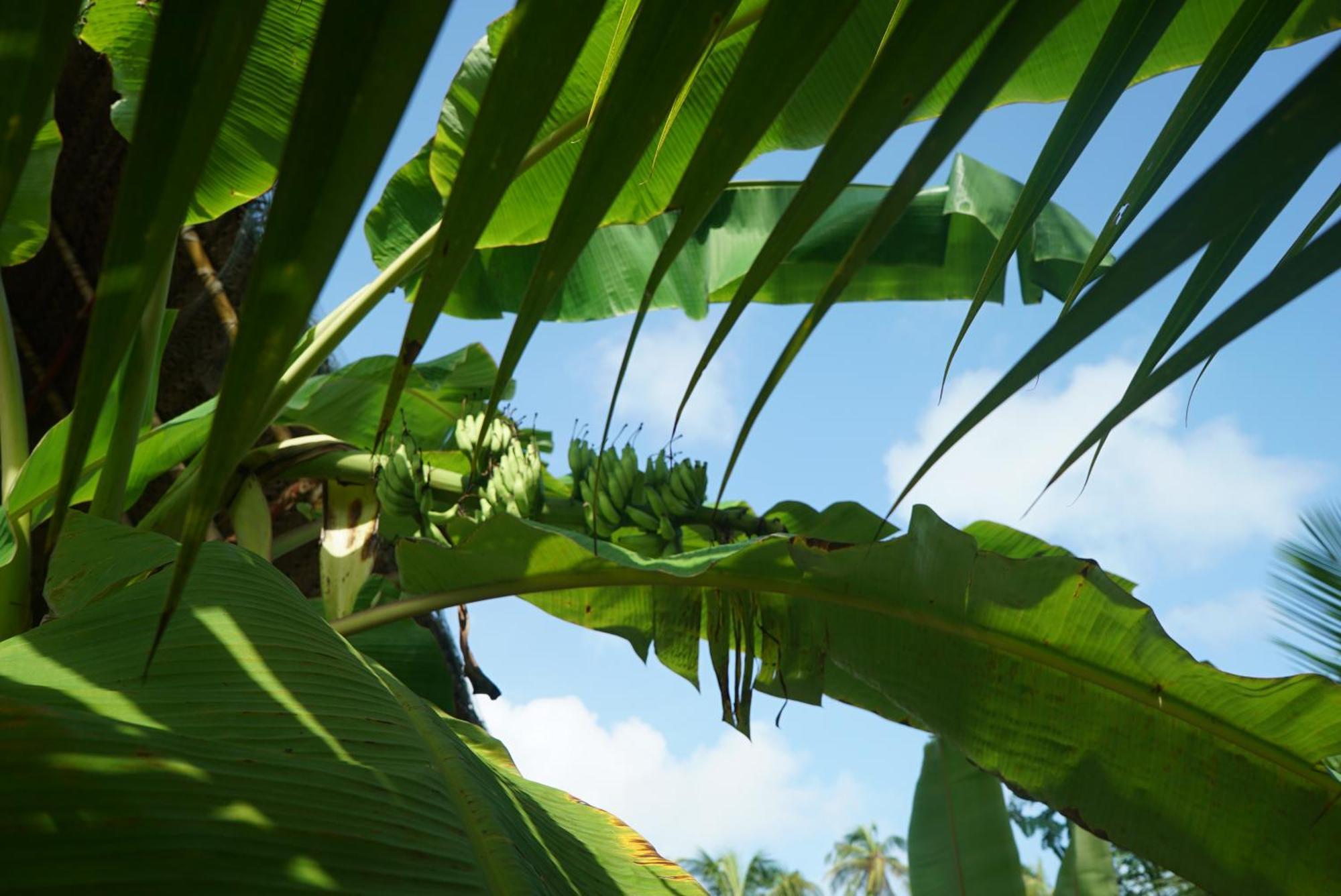 Red Coconut Villa Bentota Luaran gambar