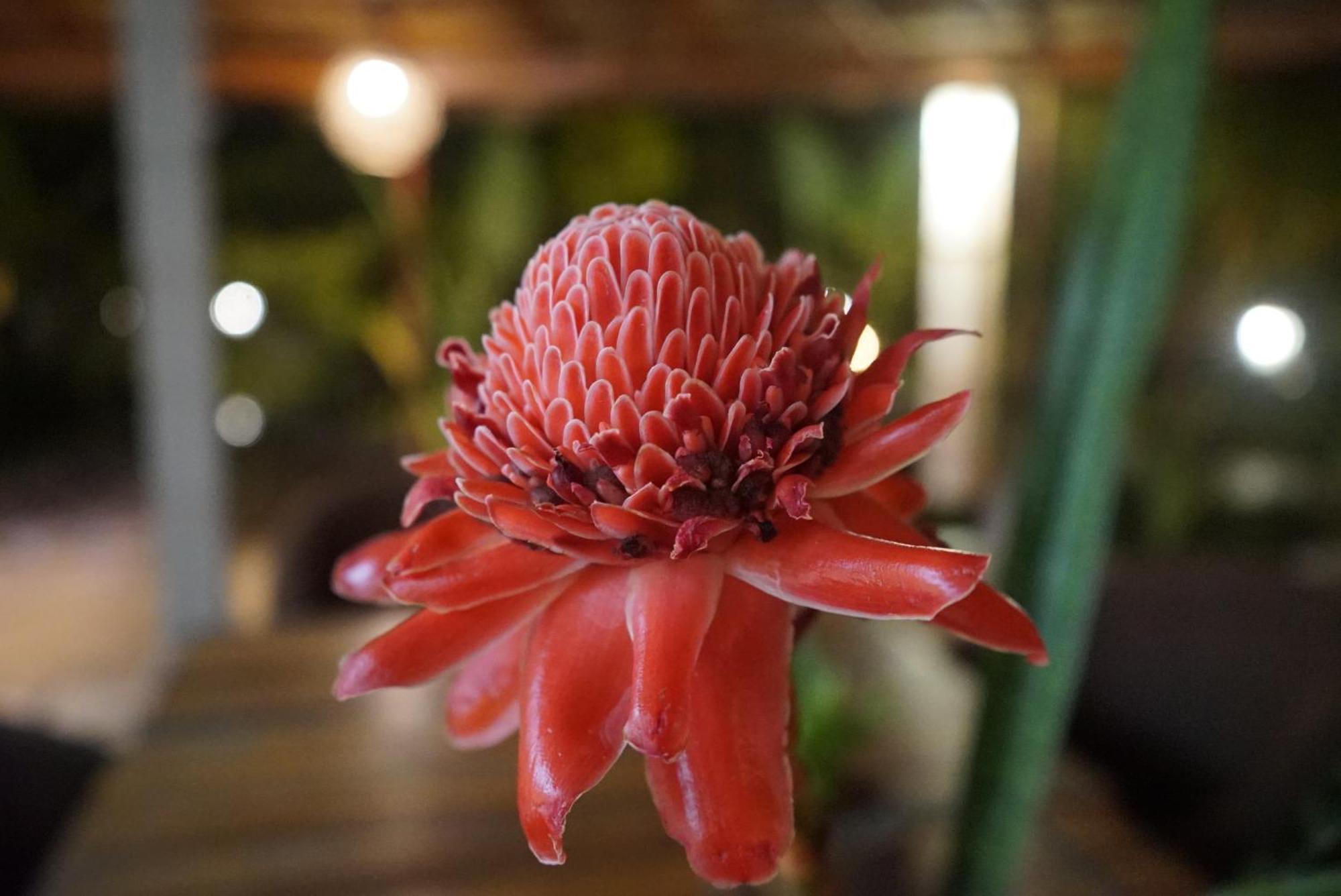 Red Coconut Villa Bentota Luaran gambar