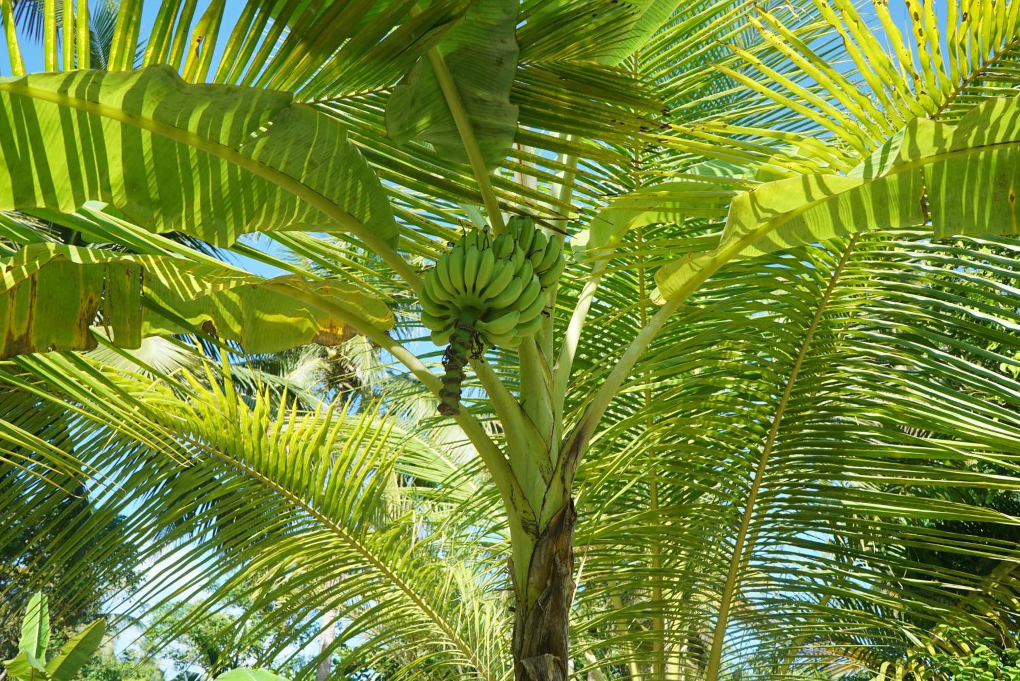 Red Coconut Villa Bentota Luaran gambar
